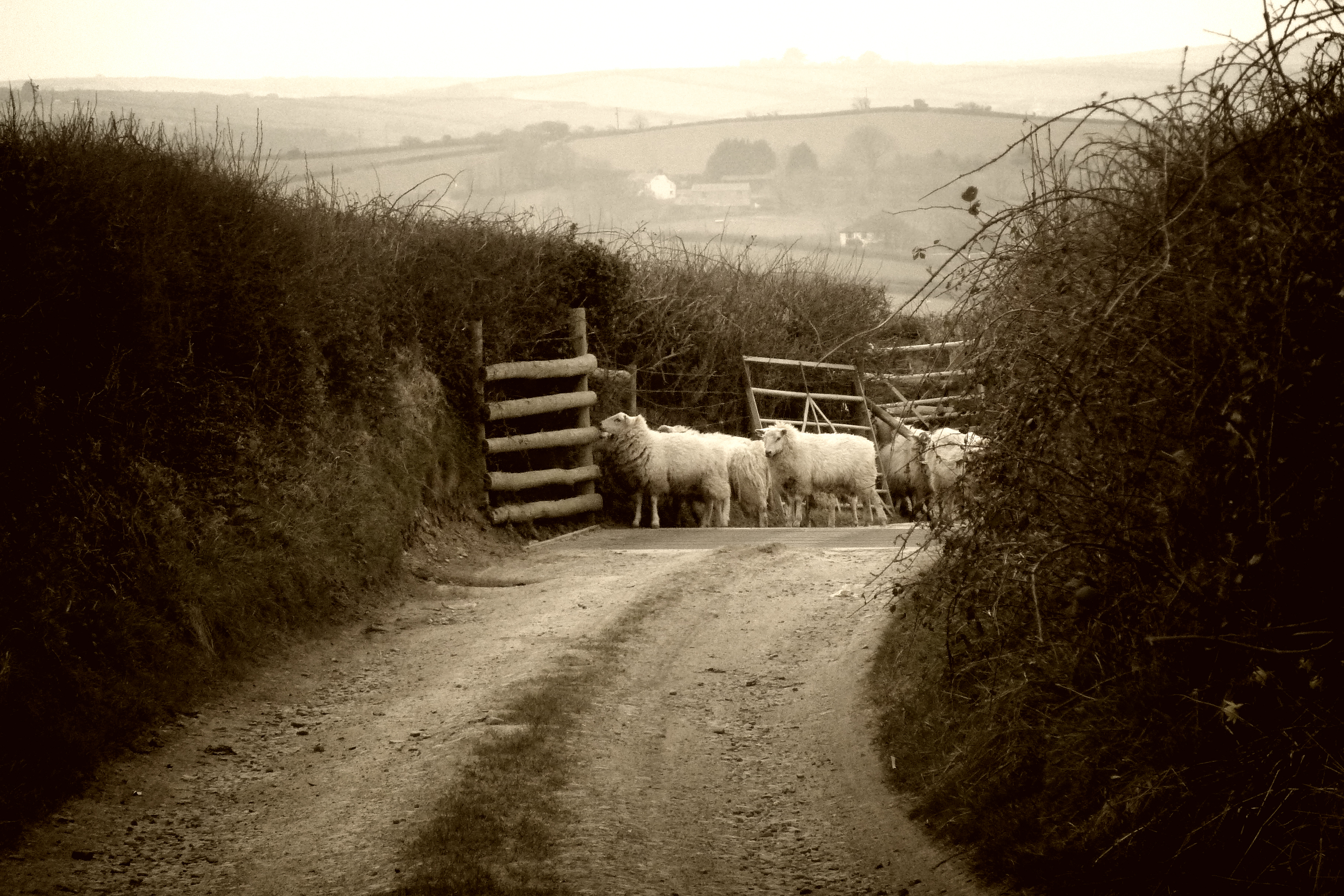 Sheep Down the Lane