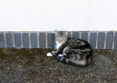 Cats of Clovelly (project)