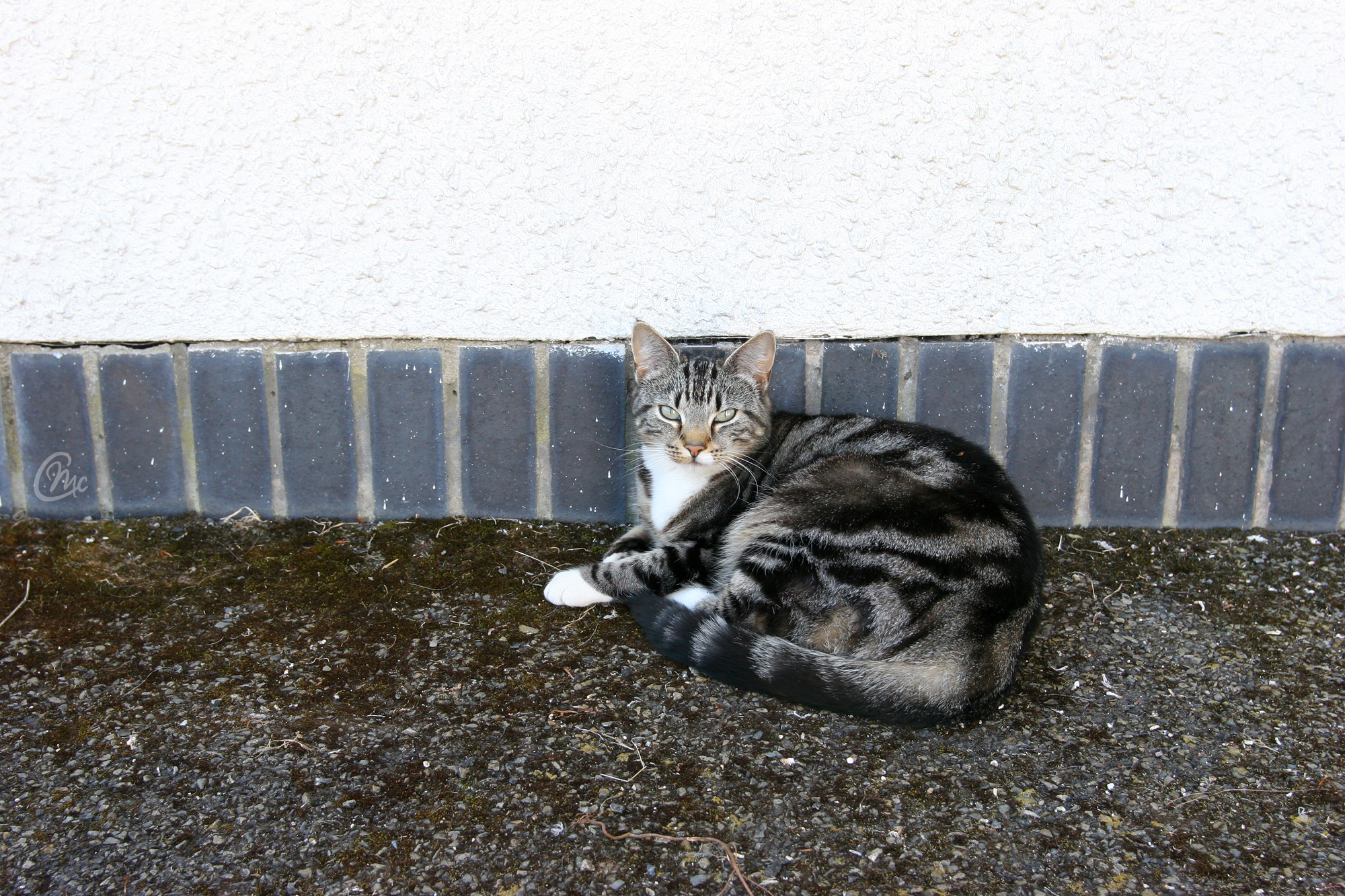 Cats of Clovelly (project)